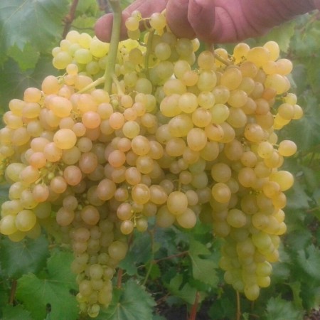Grapes seedling "Kishmish 342 (Hungarian), tube, spring 2025