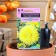 Flower seeds Astra "Lady Coral Yellow", one -year -old, an exclusive series, 0.05 g
