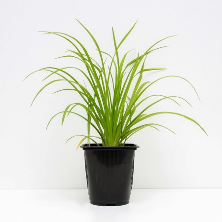 Deren white aurea, c2 pot, H10-50 height, 1 pc, summer 2024-1