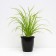 Deren white aurea, c2 pot, H10-50 height, 1 pc, summer 2024