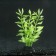 Silicone aquarium plant, glowing in the dark, 8 x 15 cm, green