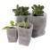 Packages for seedlings, 250 ml, 10 × 12 cm, in a set of 100 pcs.