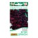 Flower seeds Koleus Bluma "Black Dragon", c/p, 5 pcs