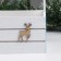 New Year. Kashpo wooden 25x15x30 cm "Deer", white