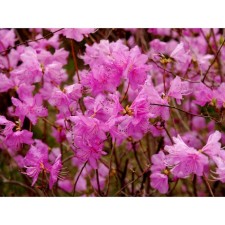 The rhododendron is pointed, s3 pot, H10-50 height, 1 pc, summer 2024