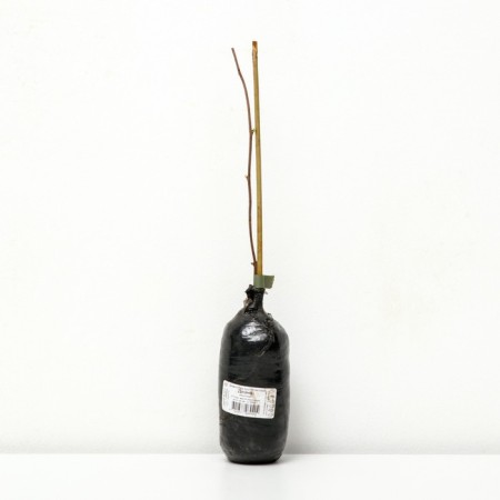 Round -leaved tree "Diana (female)", 1 pc, tube, spring 2025-1