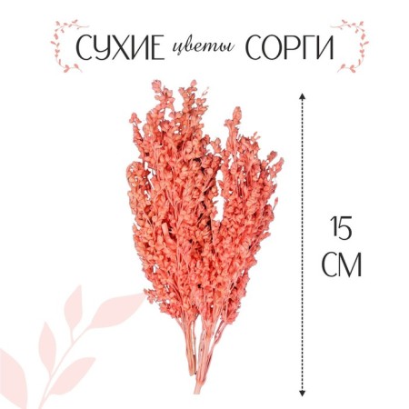 Сухие цветы сорги, 5 г, цвет розовый-2