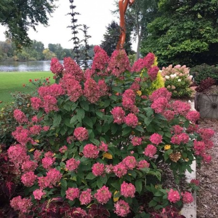 Hydrangea blizzard VIMS Red, C3 pot, H10-50 height, 1 pc, summer 2024