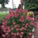 Hydrangea blizzard VIMS Red, C3 pot, H10-50 height, 1 pc, summer 2024