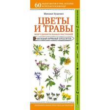 Flowers and herbs. The world of amazing plants. Kutsenko M.E.