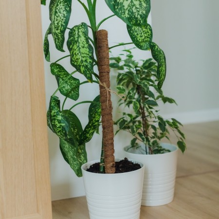 Pegs for garter plants, h = 80 cm, d = 2.5 cm, coconut, greengo-3