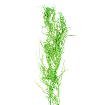 Dry amaranth flowers, 100 g, sheet size: from 50 to 60 cm, green color-2