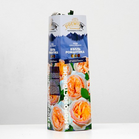 Seedling rose tea-hybrid "Bell Romance", 1 pc, spring 2024-1