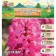 Hyacinth East Jean Bos, rr 14/15, 4 pcs, autumn 2024