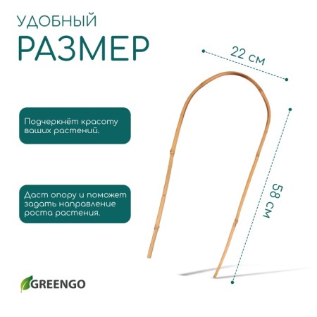 Arc for garter plants, 60 × 10 × 1 cm, bamboo, Greengo-3