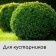 Case for plants, with loops, 100 × 100 cm, spanbond with UV stabilizer, density 60 g/m²