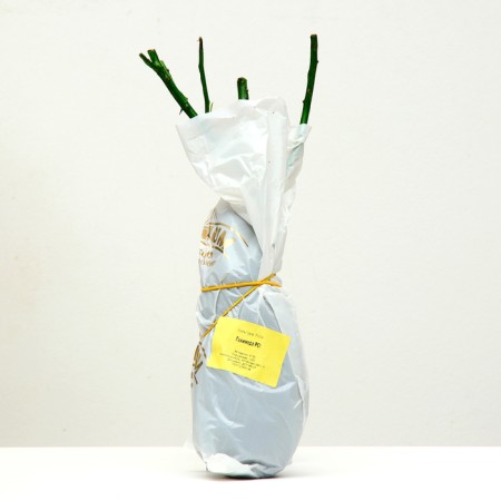 CENTIPHOL ROSE CENTIPHOL "GANEYDED", 1 pc, spring 2024-3