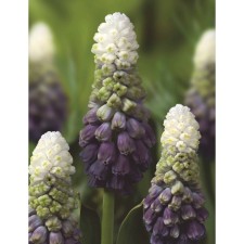 Muscari broad-leaved grape ice, 5+ rr, 5 pcs, 25 h (cm), autumn 2024