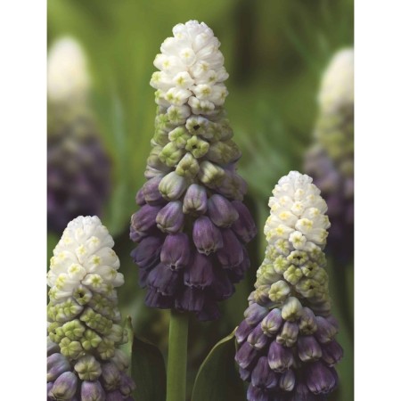 Muscari broad-leaved grape ice, 5+ rr, 5 pcs, 25 h (cm), autumn 2024