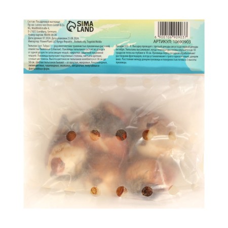 Tulip Negrit, river 12/+, 5pcs, autumn 2024-1
