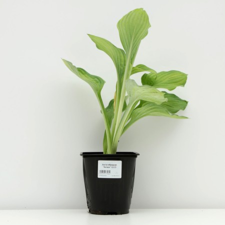 Hybrid Khosta "Antioch", pot C2, 1 pc, spring 2024-2