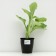 Hybrid Khosta "Antioch", pot C2, 1 pc, spring 2024