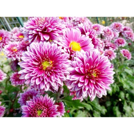 Chrysanthemum Korean Rosanna, I Rr., 1 pc, 65-75 h (cm), autumn 2024