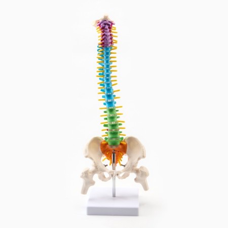 Layout "spine, pelvic bones" color 38cm-2