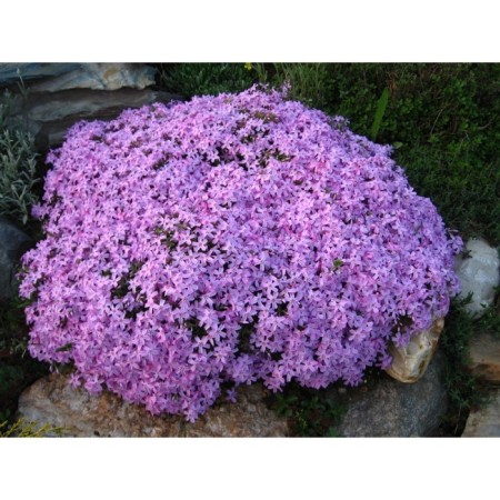 Flox Shilled major, C2 pot, H10-50 Height, 1 pc, summer 2024