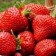 Strawberry seedling of Frigillo A+ (15-20 mm), set 5 pcs