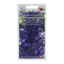 Salvia flowers 