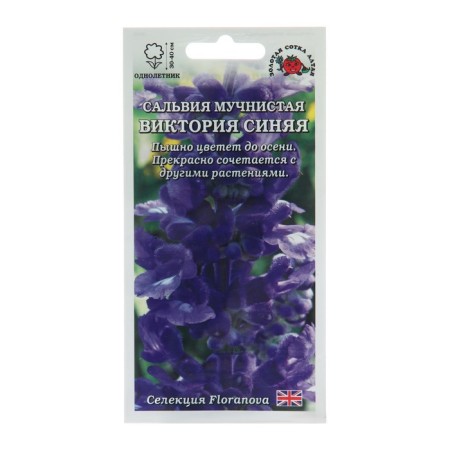 Salvia flowers "Victoria Blue", 10 pcs