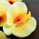 Artificial flowers "Orchid Phalaenopsis" 8x80 cm, yellow