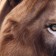 Antistress Pillow "Leo"