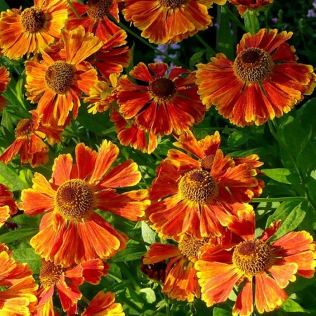 Glenium Autumn Voltraut, rr l, 1 pc, spring 2025