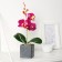 The composition in the pot "Orchid" 6x23 cm, mix