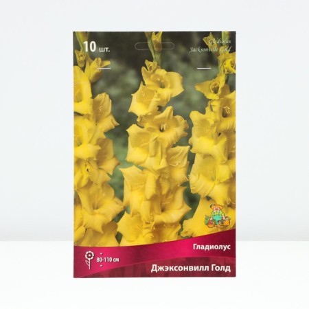 Gladiolus large-flowered "Jacksonville Gold", 10/12, 10 pcs, spring 2024