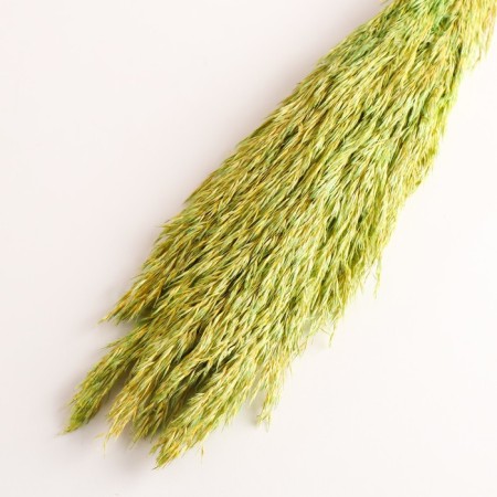 Set of dried flowers "reed", banch length 65 (+/- 6 cm), green-2