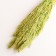 Set of dried flowers "reed", banch length 65 (+/- 6 cm), green