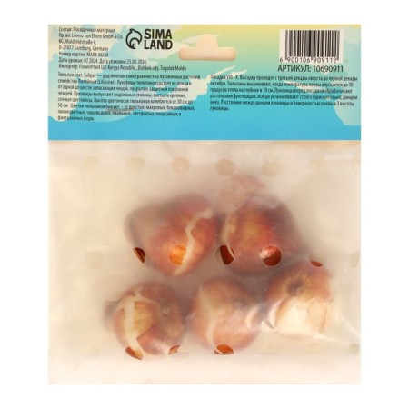 Tulip Pink Ardur, rn 11/12, 5pcs, autumn 2024-1