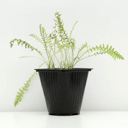 Yarrow Tavolgovy "Golden Clothes", Pot C2, 1 pc, Spring 2024-1