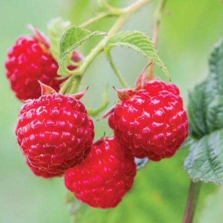 Seedling raspberry zorenka altai, a common variety, pot P9, summer 2024