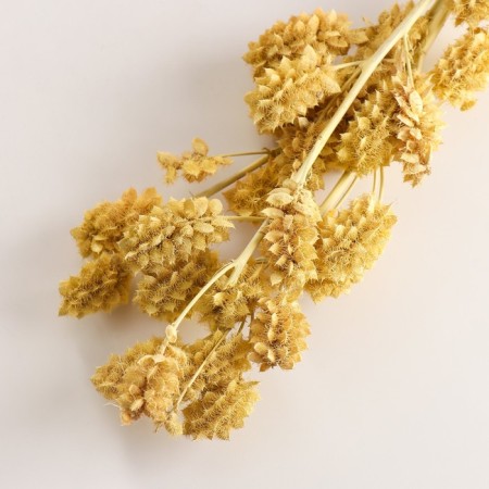 Set of dried flowers "licorice", ban 3 pcs, length 60 (+/- 6 cm), yellow-2
