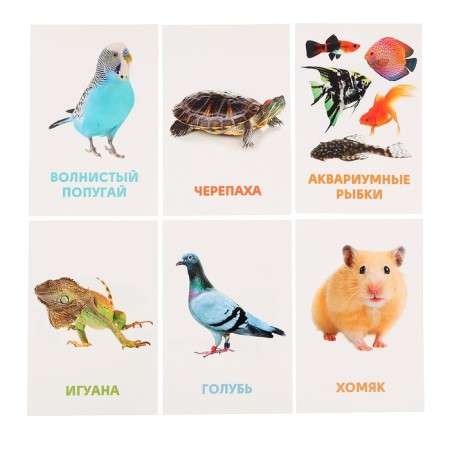 Developing cards "Pets"-4