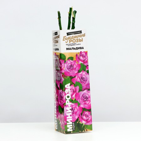 Rosa seedling "Maldiva", 1 pc, spring 2024-1