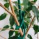 Garter for plants "Frog", set 2 pcs., Green, Greengo