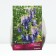 Hybrid bell Sarasto, rr I, 1 pc, spring 2025