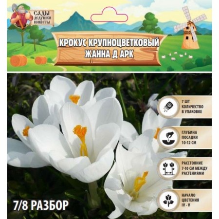Crocus Large-flowered Jeanne d'Ark, rr 7/8, 7 pcs, autumn 2024