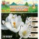 Crocus Large-flowered Jeanne d'Ark, rr 7/8, 7 pcs, autumn 2024