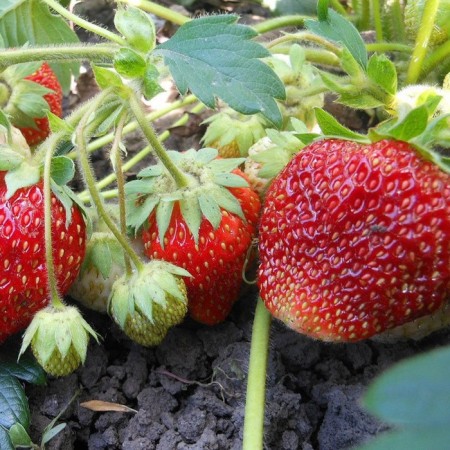 Strawberry Gardener Sephir, P9 Pot, 1 pc, summer 2024